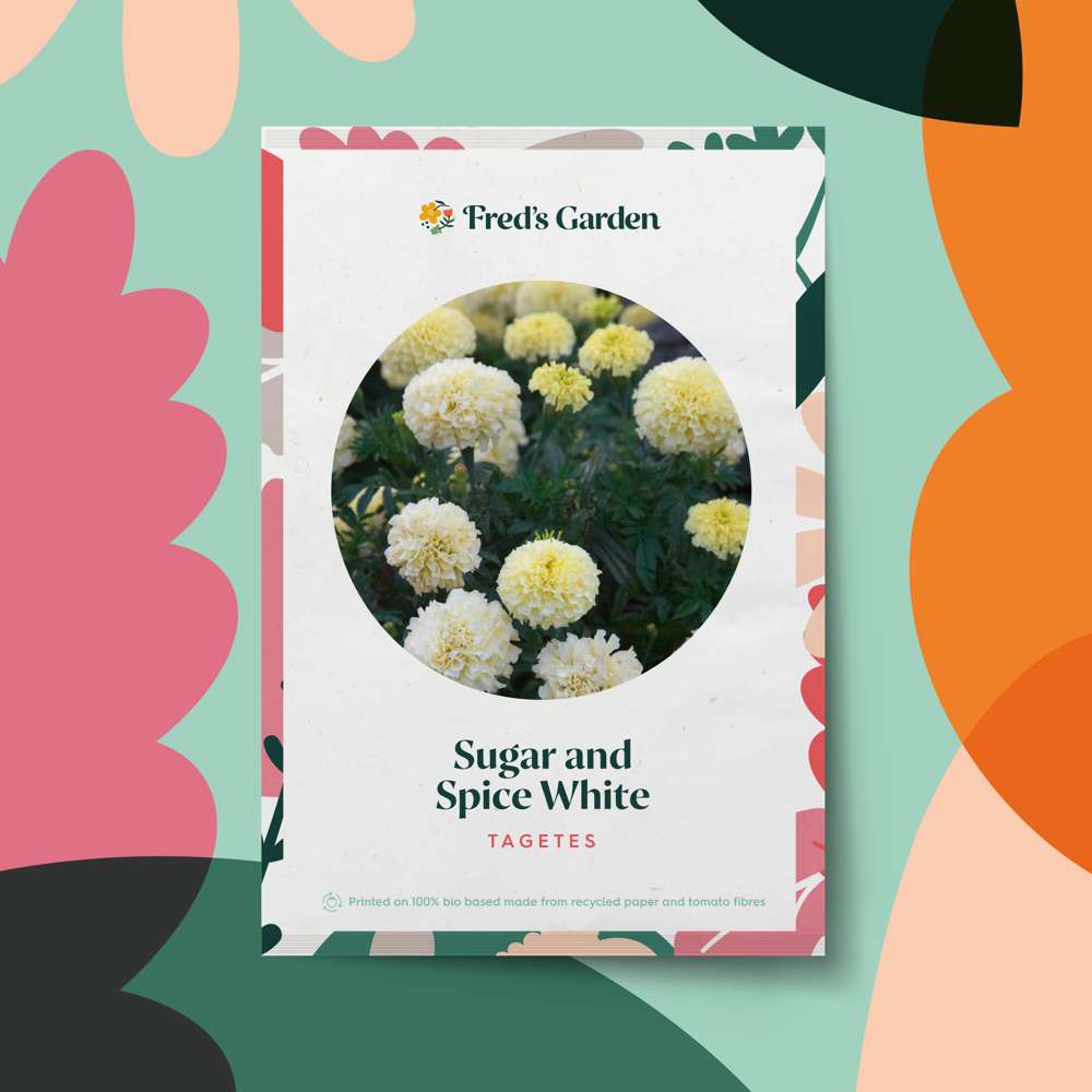 Tagetes 'Sugar and Spice White' (frö)